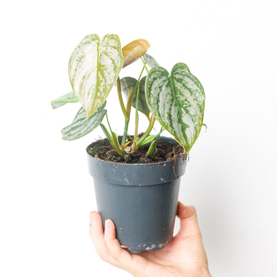 Philodendron brandtianum 12cm Plants GrowTropicals