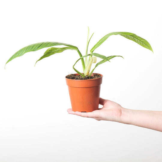 Philodendron campii 'Lynette' 12cm Plants GrowTropicals