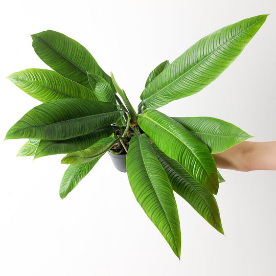 Philodendron campii 'Lynette' 14cm XL Plants GrowTropicals