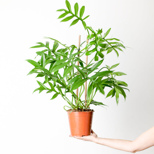 Philodendron distantilobum ‘Cinderella’ 19cm Plants GrowTropicals