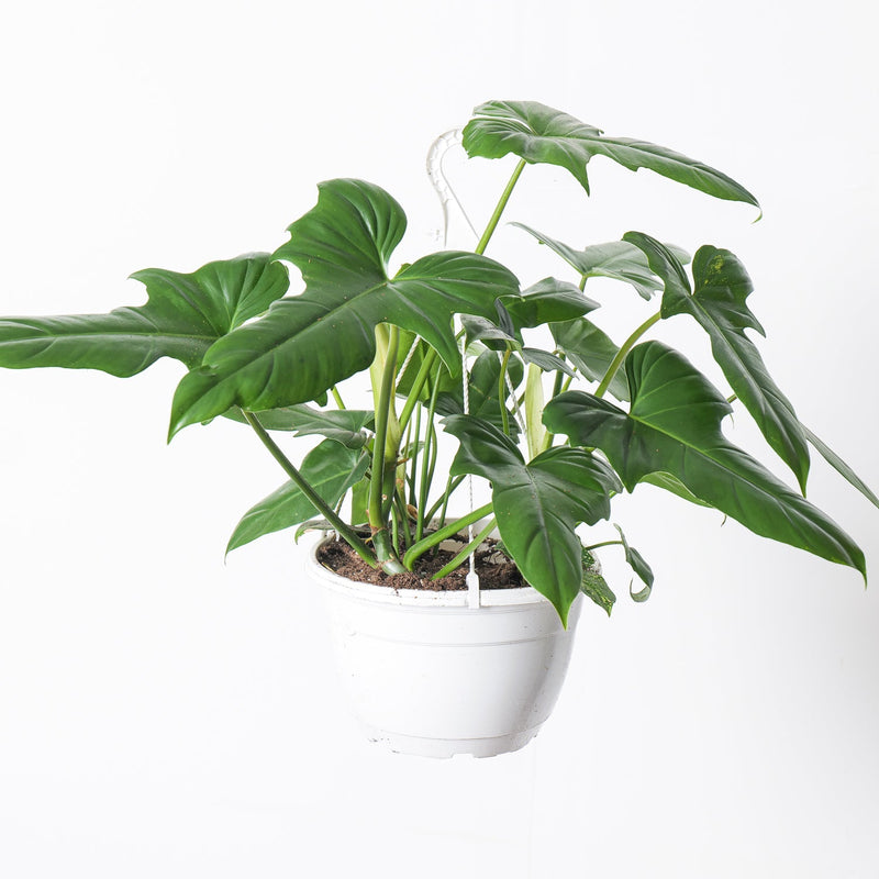 Philodendron Golden Dragon 17cm Hanging Plants GrowTropicals