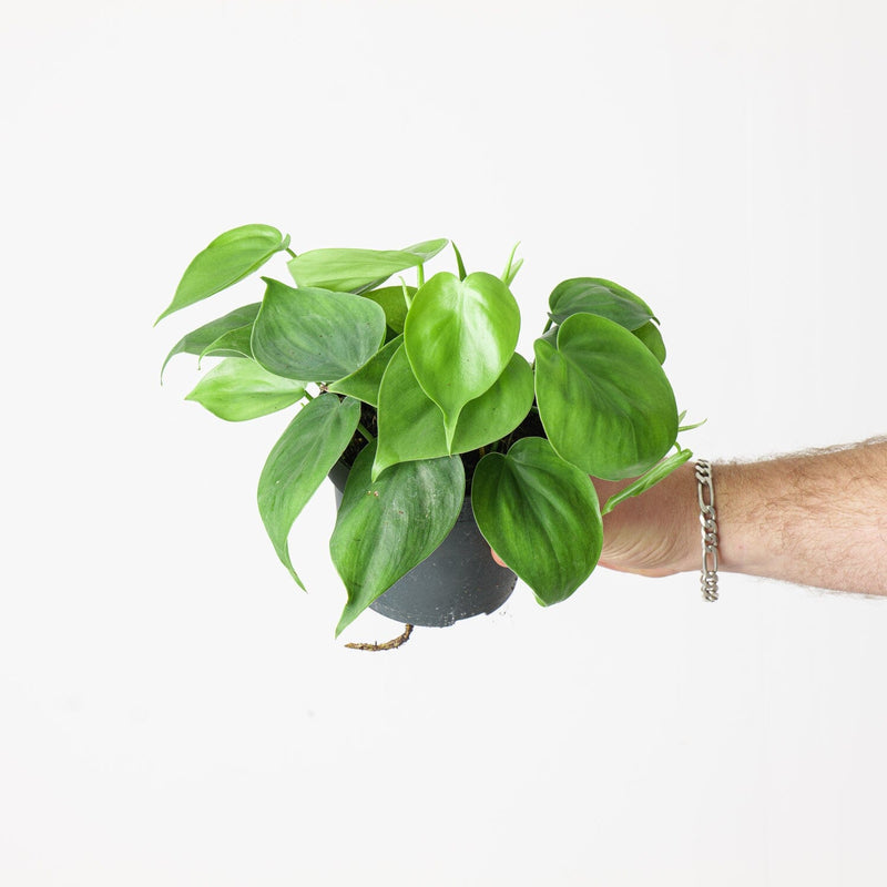 Philodendron hederaceum 'Scandens' Plants GrowTropicals