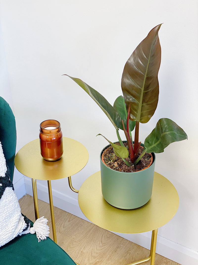 Philodendron Imperial Red Plants GrowTropicals