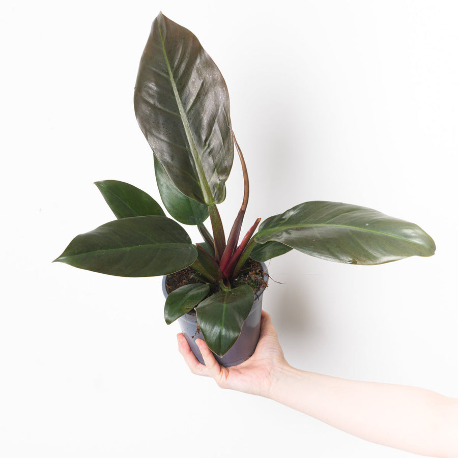 Philodendron 'Imperial Red' - GROW TROPICALS