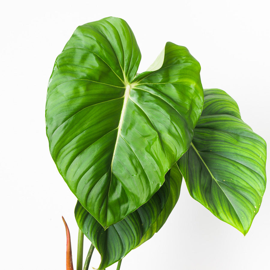 Philodendron 'McDowell' - GROW TROPICALS