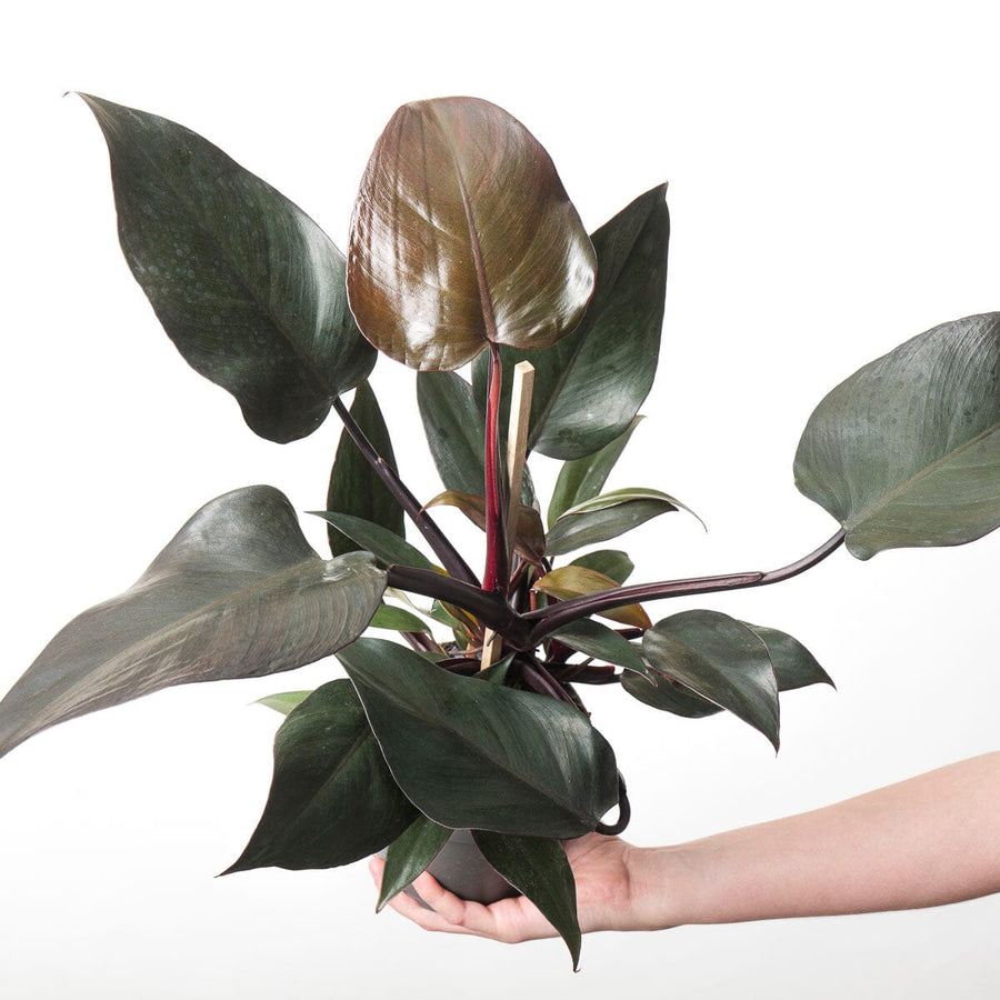 Philodendron 'New Red' - GROW TROPICALS