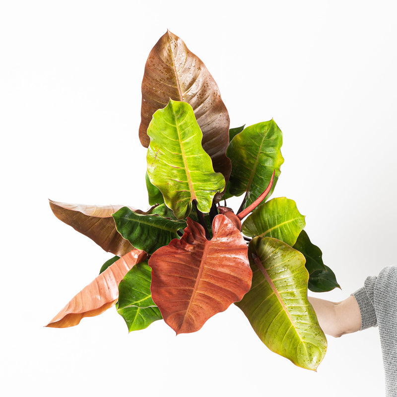 Philodendron 'Prince of Orange' 19cm Plants GrowTropicals