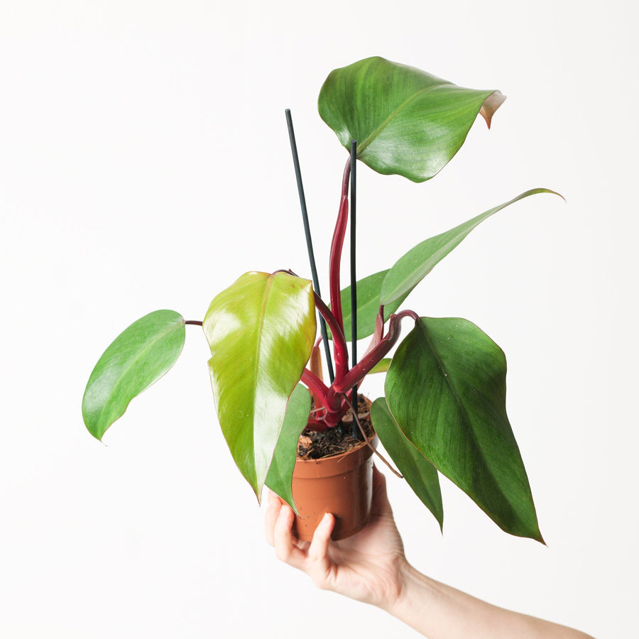 Philodendron 'Red Beauty' - GROW TROPICALS