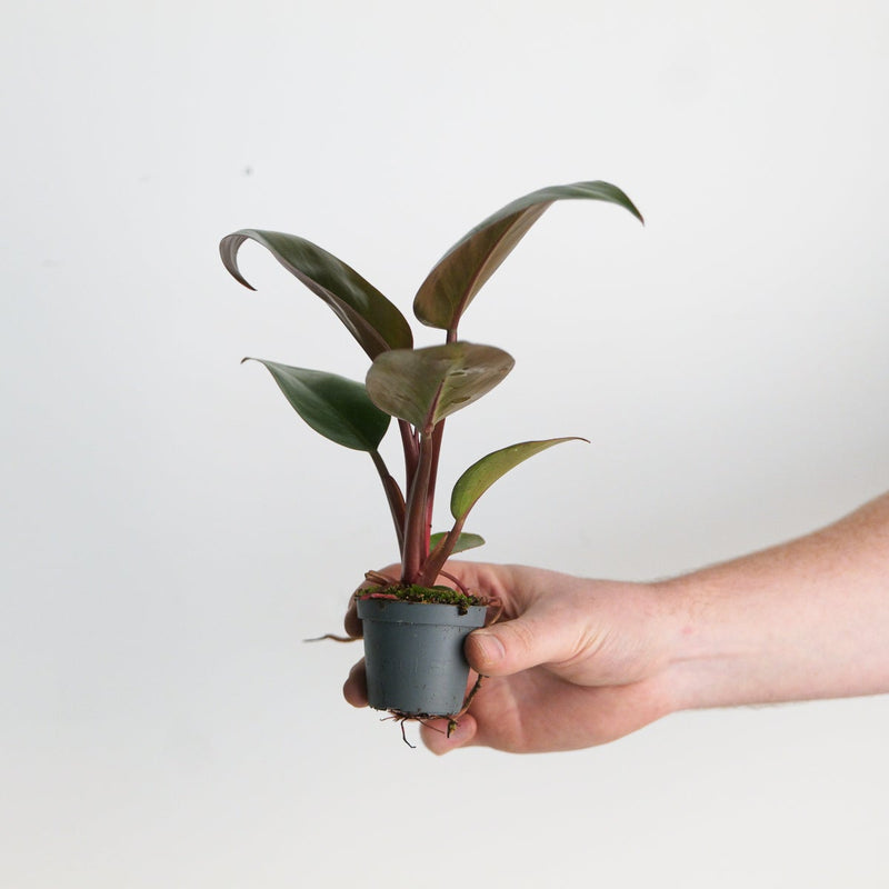 Philodendron 'Rojo Congo' Plants GrowTropicals