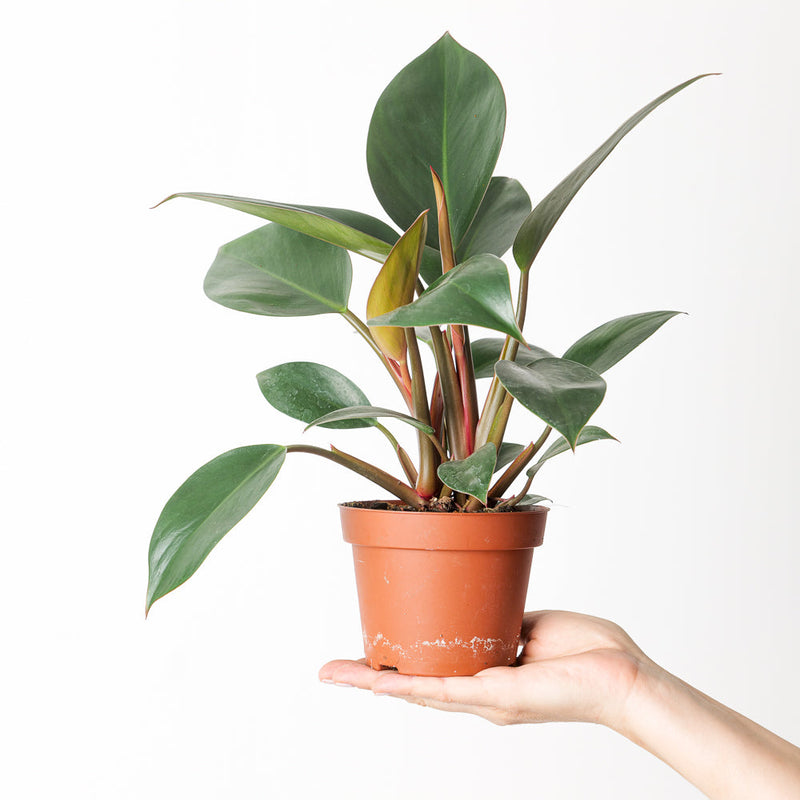 Philodendron 'Rojo Congo' Plants GrowTropicals