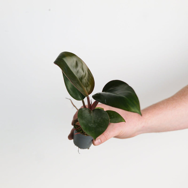 Philodendron 'Rojo Congo' — 6cm