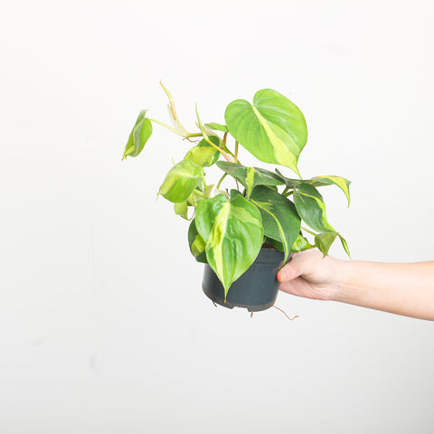 Philodendron scandens 'Brasil' 12cm Plants GrowTropicals