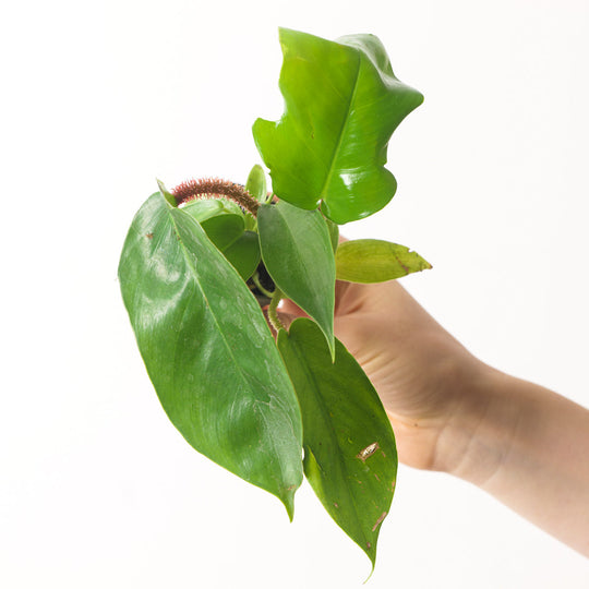 Philodendron squamiferum 6cm Plants GrowTropicals