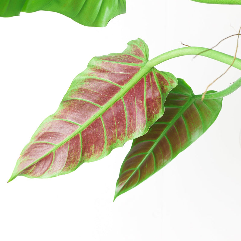 Philodendron subhastatum (Ecuador Clone) Plants GrowTropicals