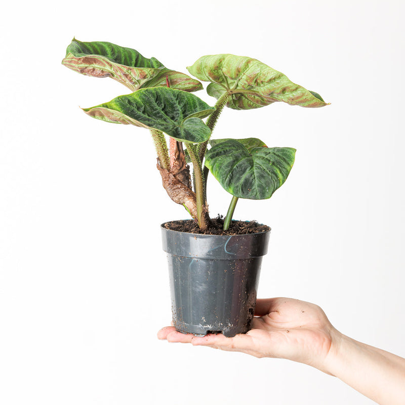 Philodendron verrucosum 'Incensi Compact' Plants GrowTropicals