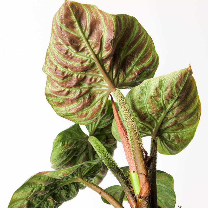 Philodendron verrucosum 'Incensi Compact' — 15cm