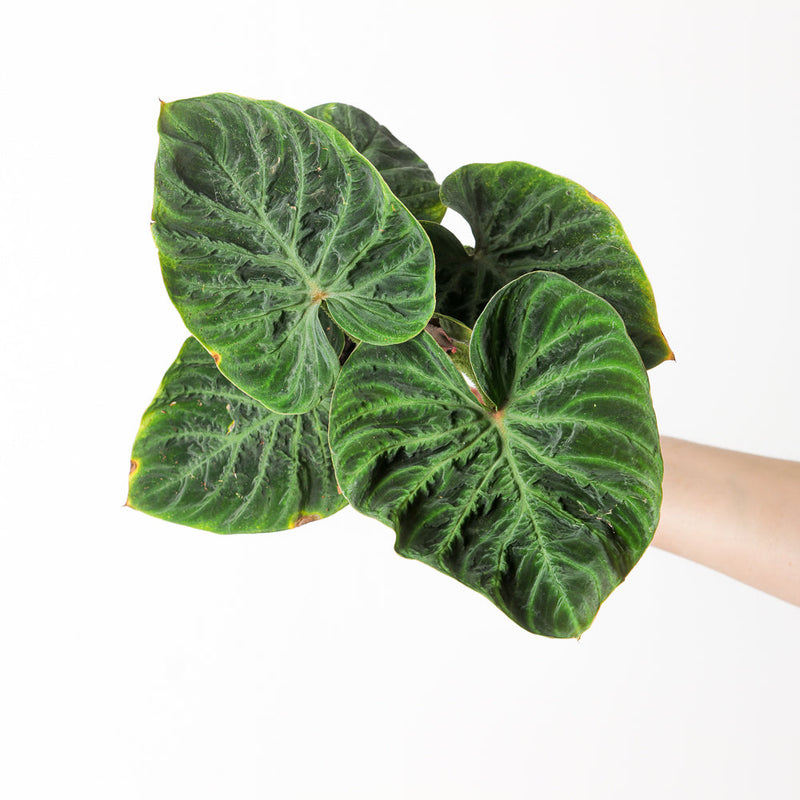 Philodendron verrucosum 'Incensi Compact' Plants GrowTropicals