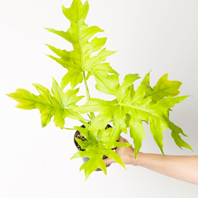 Philodendron Warscewiczii Aurea Flavum Plants GrowTropicals