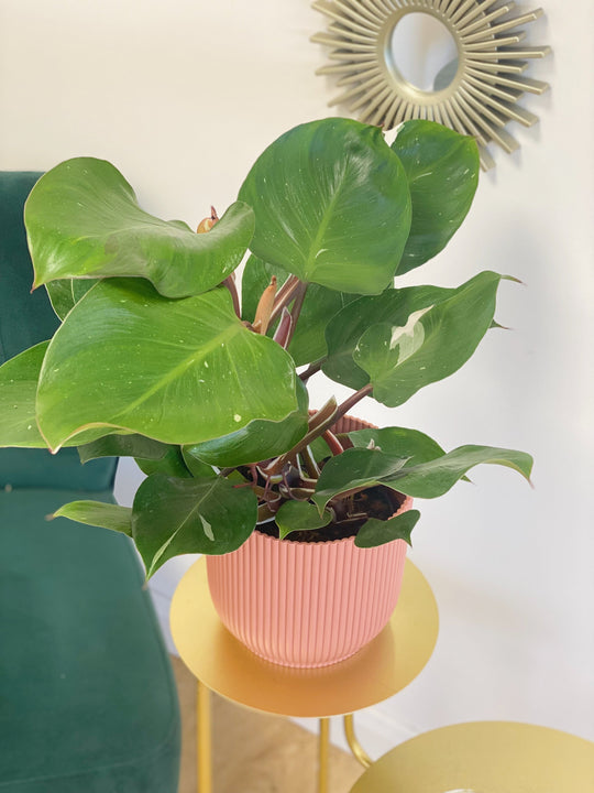 Philodendron White Knight 15cm Plants GrowTropicals