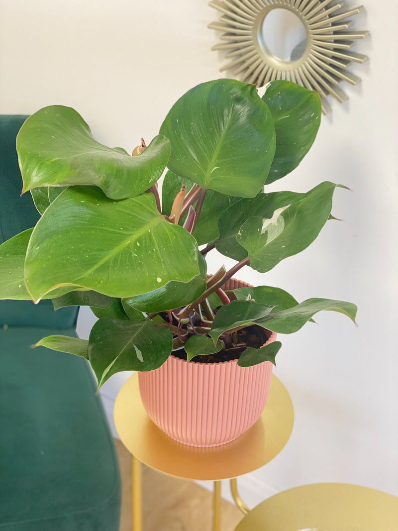 Philodendron White Knight 15cm Plants GrowTropicals