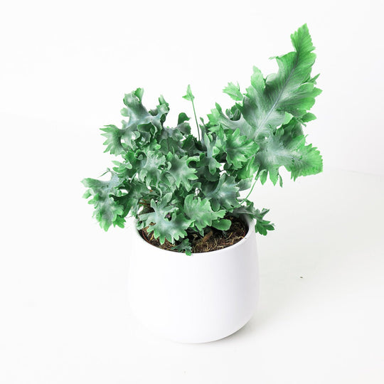 Phlebodium Aureum Davana Plants GrowTropicals