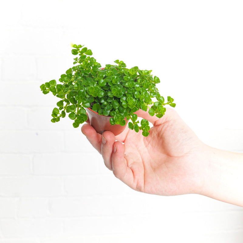 Pilea depressa — 6cm