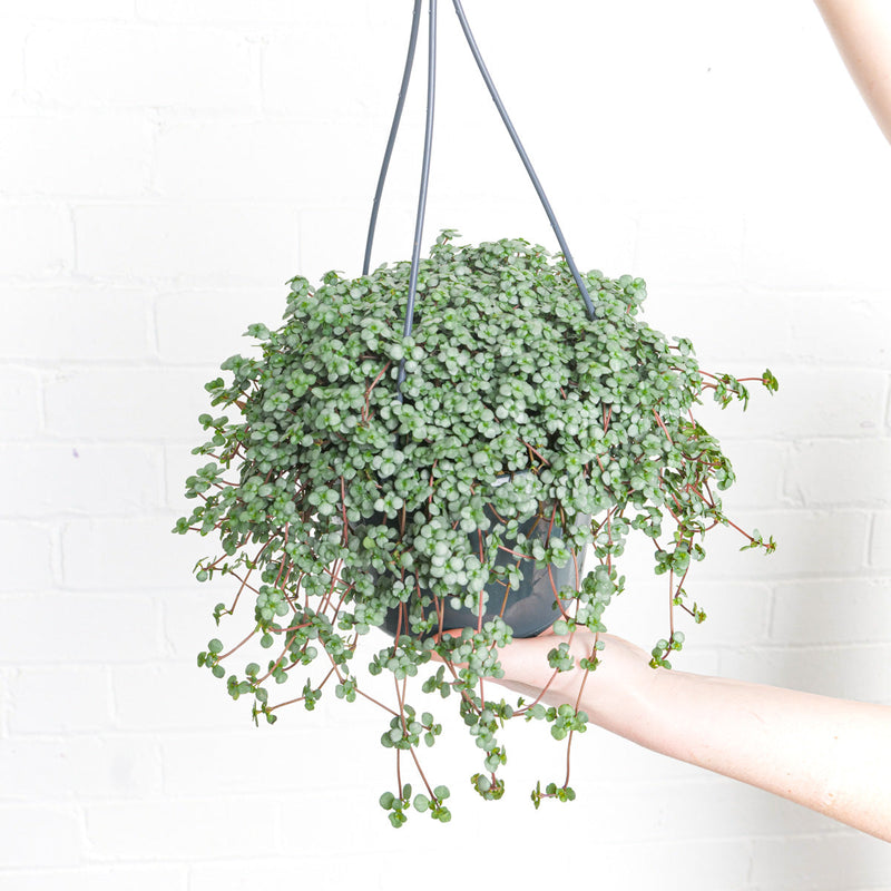 Pilea glaucophylla 'Greyzy' Plants GrowTropicals