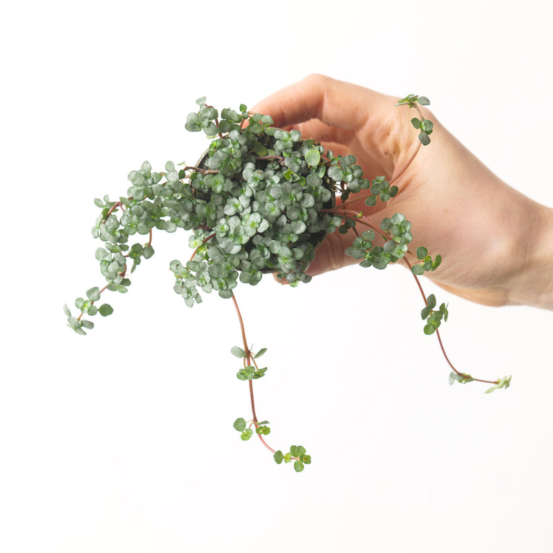 Pilea glaucophylla 'Greyzy' — 6cm