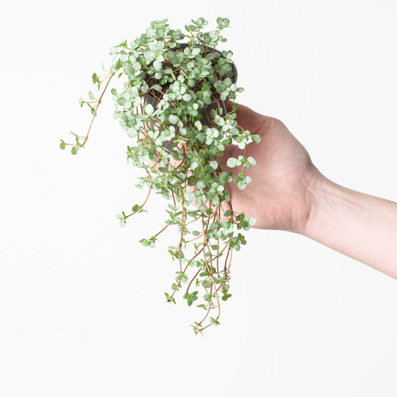 Pilea glaucophylla 'Greyzy' 8cm Plants GrowTropicals