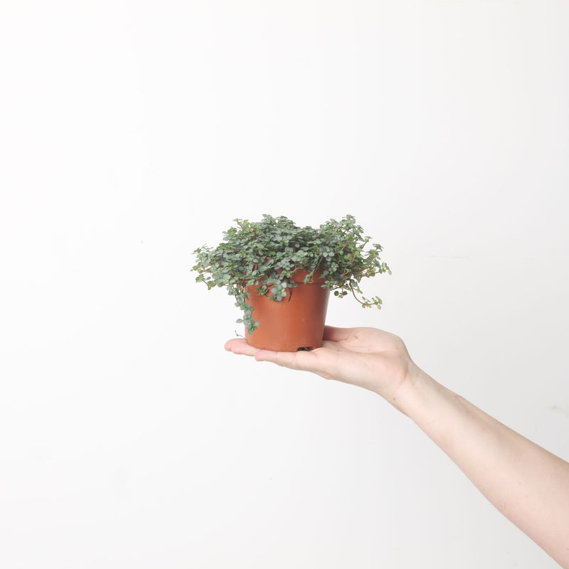Pilea glaucophylla 'Greyzy' Plants GrowTropicals