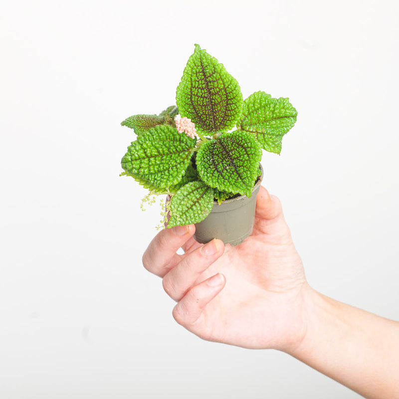 Pilea mollis 'Moon Valley' — 6cm
