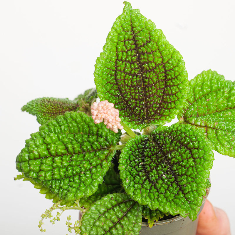 Pilea mollis 'Moon Valley' Plants GrowTropicals