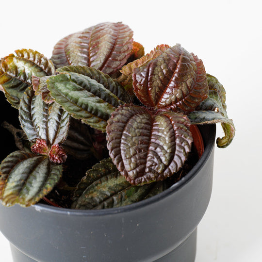 Pilea Norfolk Plants GrowTropicals