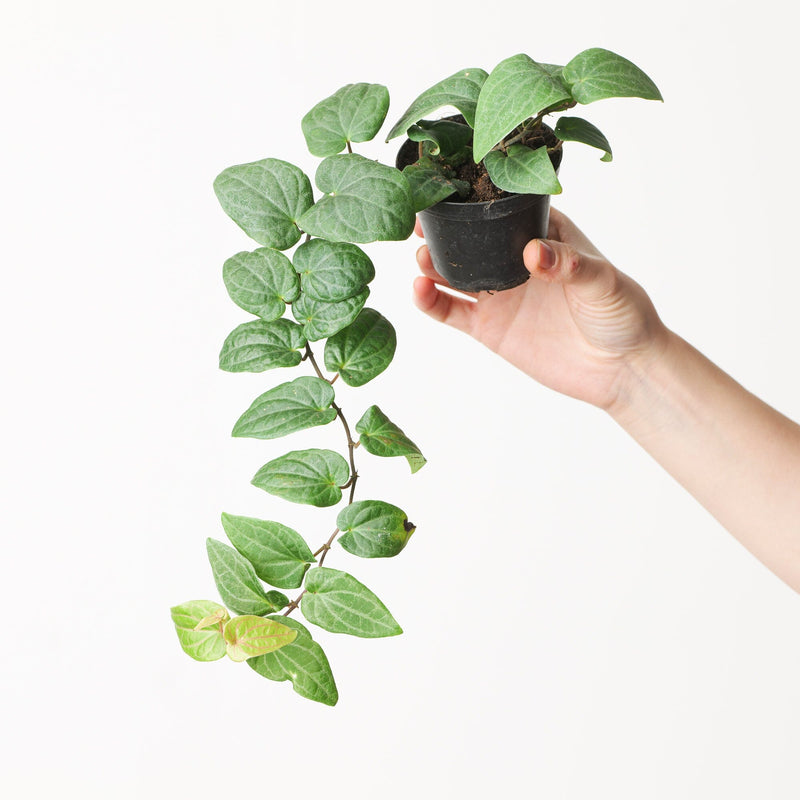 Piper ribesioides Plants GrowTropicals