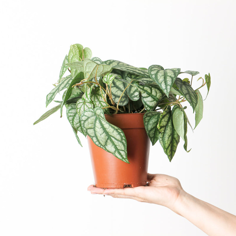 Piper sylvaticum Plants GrowTropicals