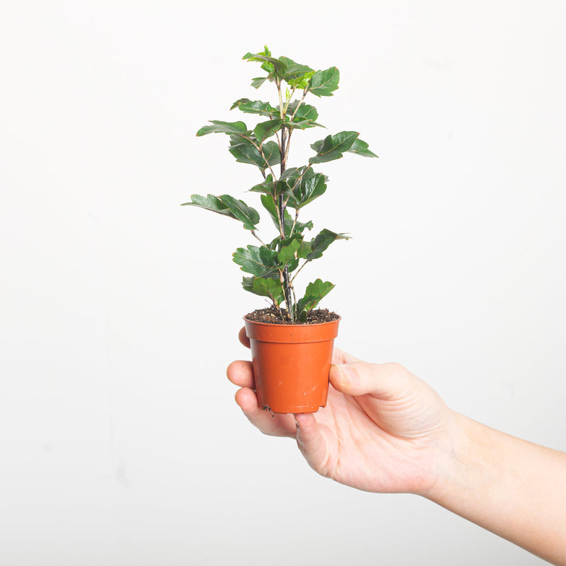 Plerandra elegantissima 'Gemini' — 5.5cm
