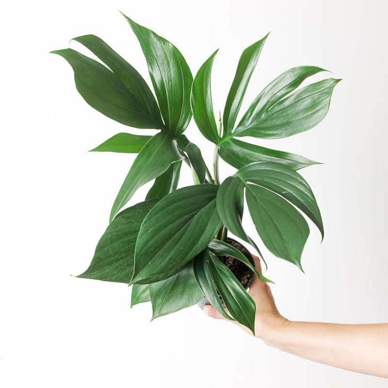 Rhaphidophora decursiva Plants GrowTropicals