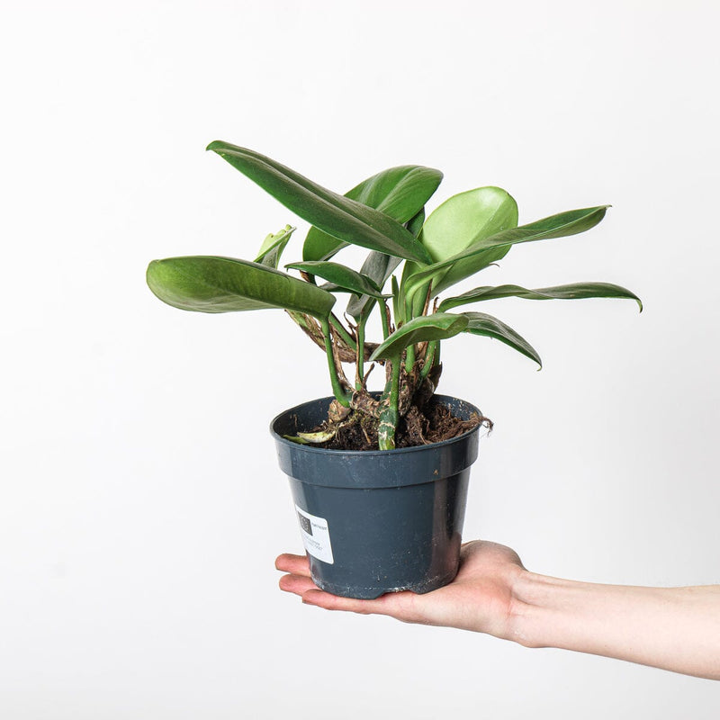 Rhaphidophora hongkongensis Plants GrowTropicals