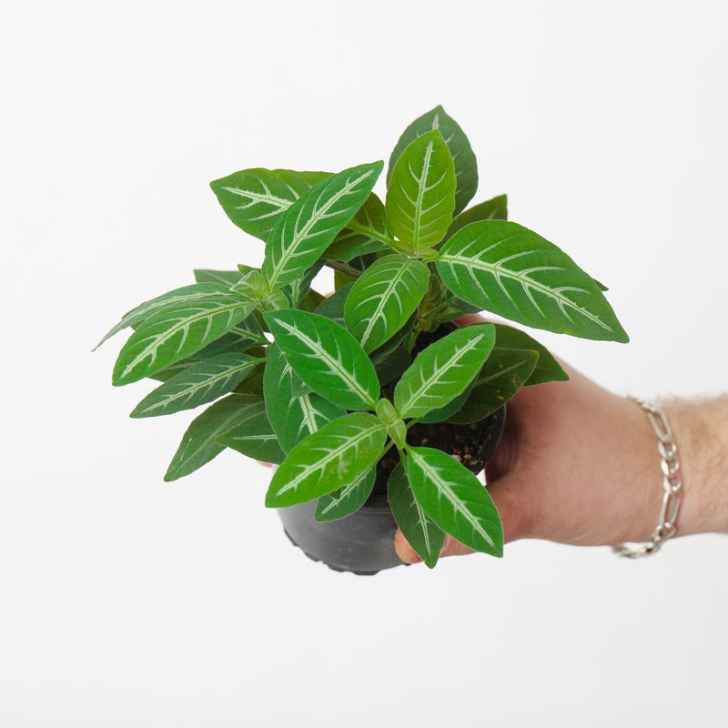 Ruellia makoyana 9cm Plants GrowTropicals