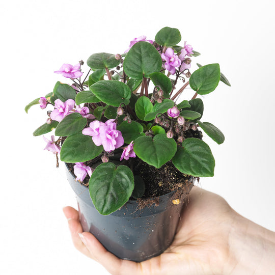 Saintpaulia 'Double Pink' Plants GrowTropicals