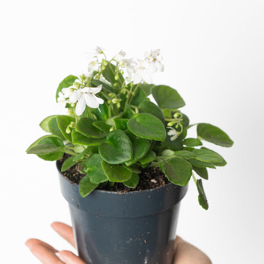 Saintpaulia 'Emerald Ball' Plants GrowTropicals
