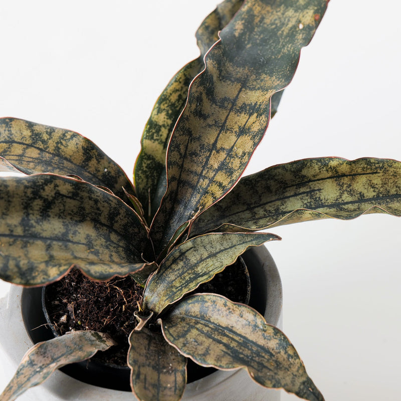 Sansevieria Star Canyon Granite | Sansevieria Coppertone Plants GrowTropicals