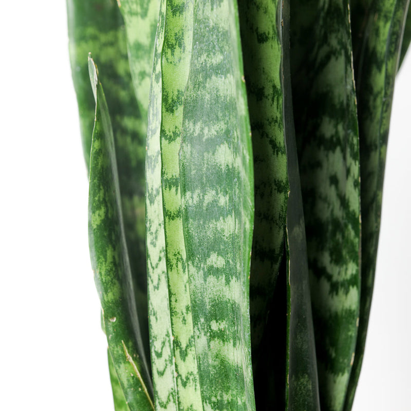 Sansevieria trifasciata 'Black Coral' Plants GrowTropicals