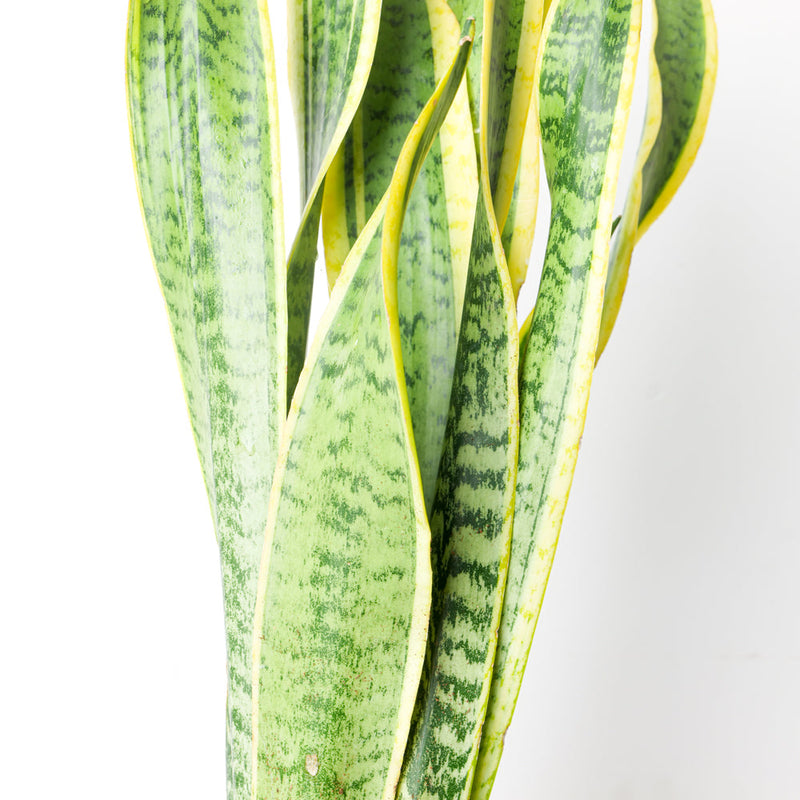 Sansevieria trifasciata 'Laurentii' Plants GrowTropicals