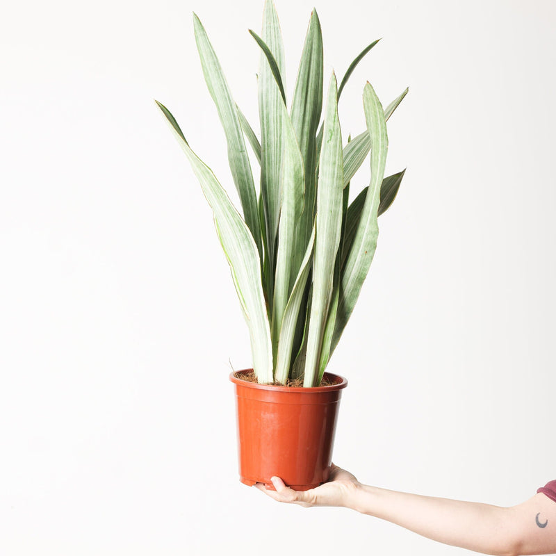 Sansevieria trifasciata 'Metallica' 17cm Plants GrowTropicals