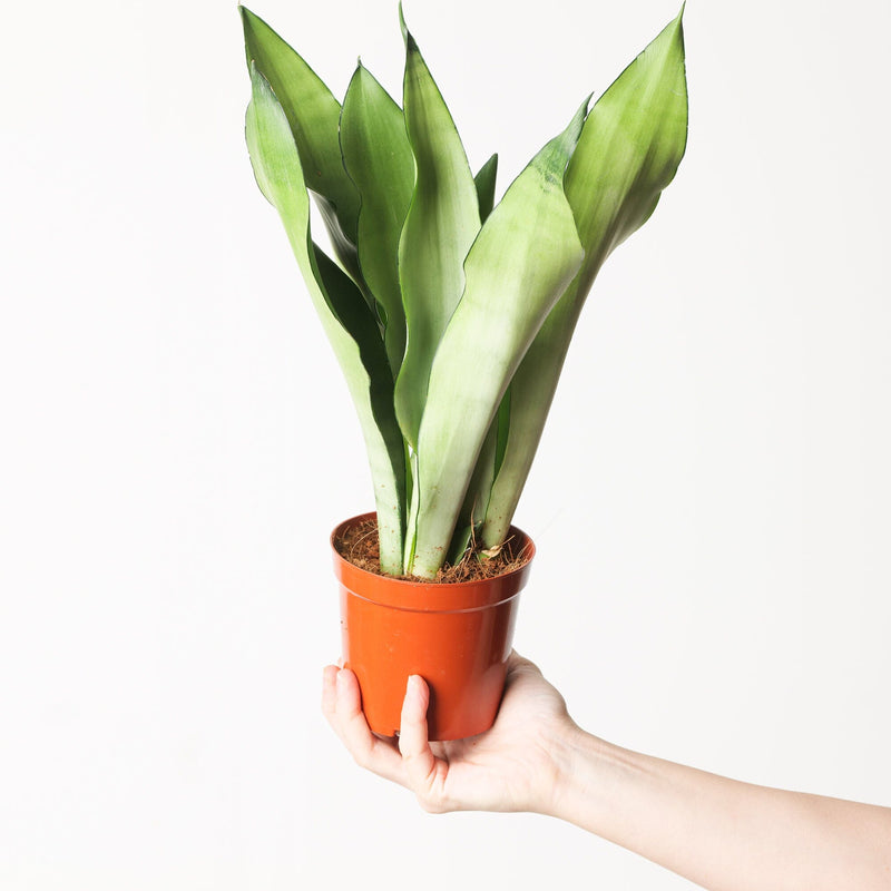 Imperfect Sansevieria trifasciata 'Moonshine' Plants GrowTropicals