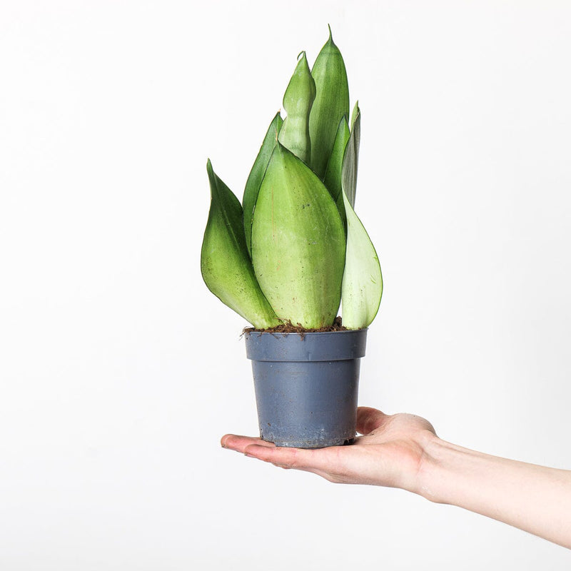 Imperfect Sansevieria trifasciata 'Moonshine' 9cm Plants GrowTropicals
