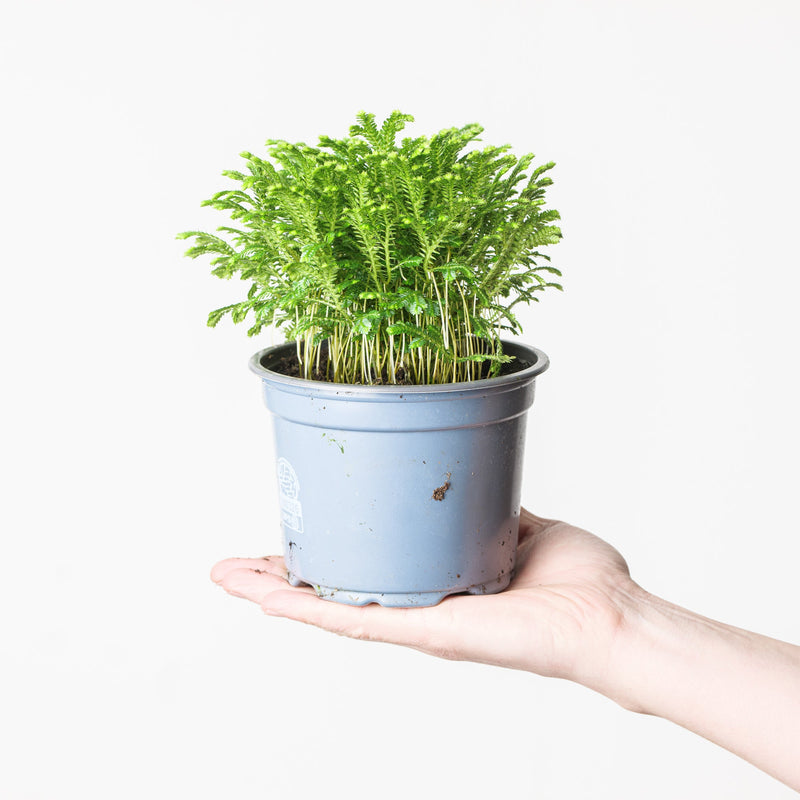 Selaginella martensii 'Jori' Plants GrowTropicals