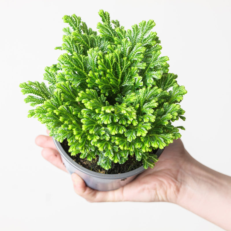 Selaginella martensii 'Jori' Plants GrowTropicals