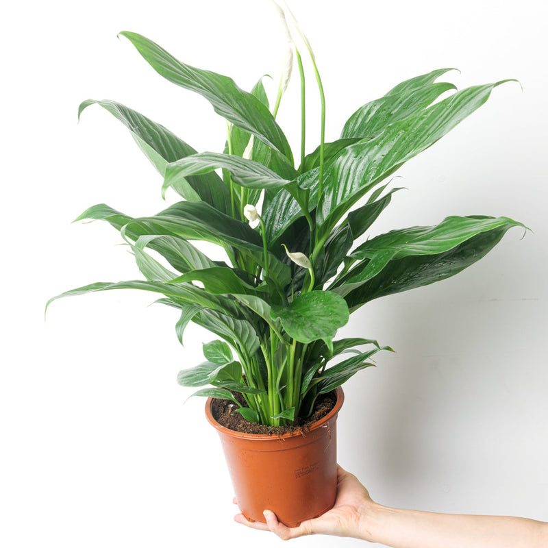 Spathiphyllum sp. 'Bingo Cupid' — 17cm
